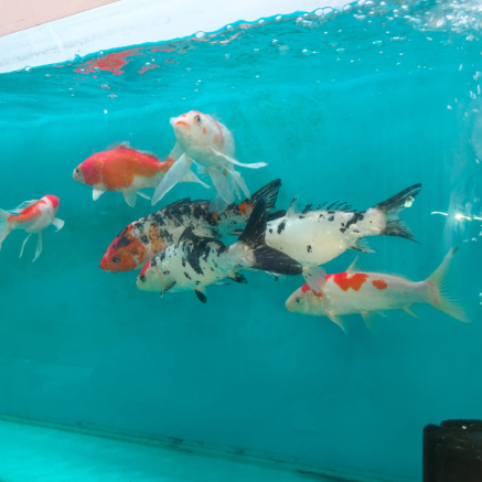 Pet Image